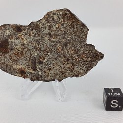 NWA 869 slice - 27.2 g